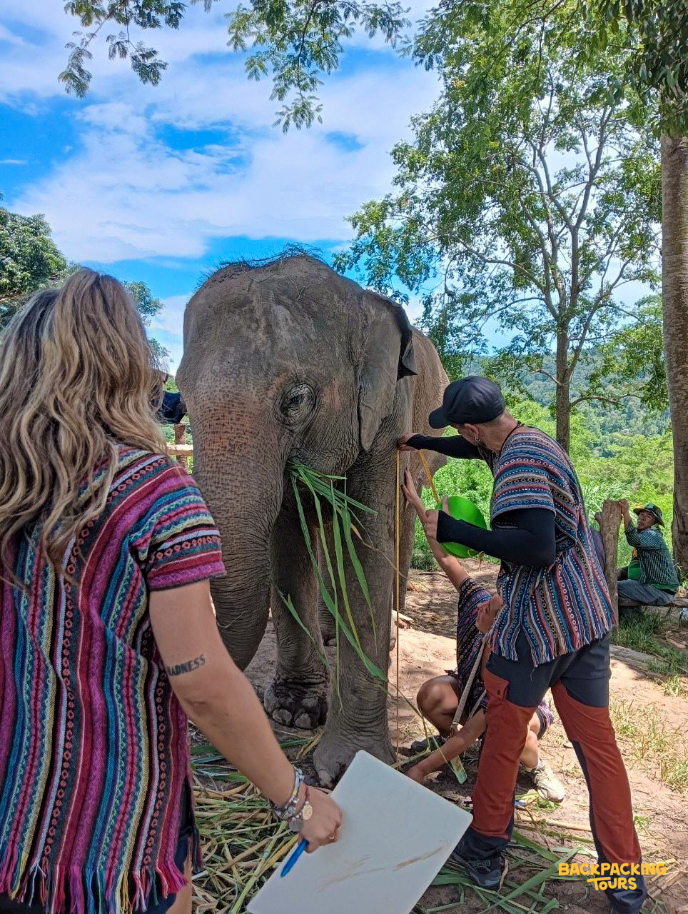 Volunteers joyfully feed a majestic elephant fresh green grass in a beautiful Thai setting.