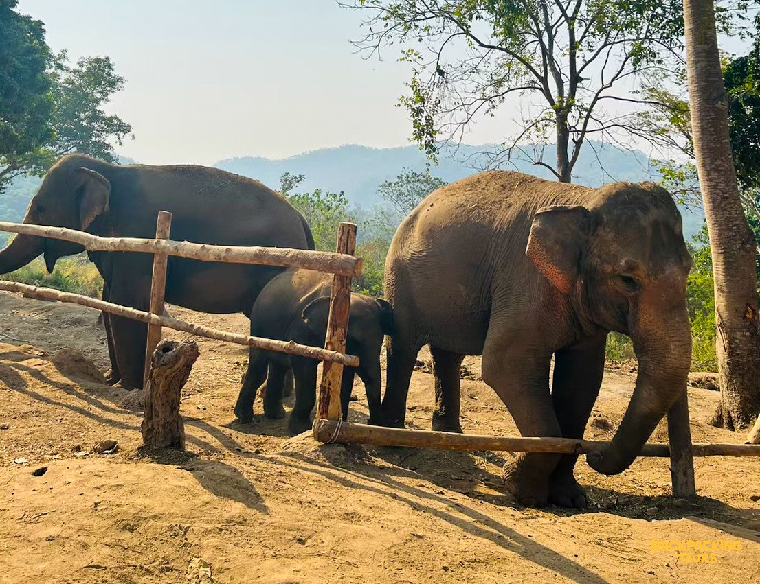 A family of elephants, including a small calf, stands near a wooden fence in a sunny Thai sanctuary.