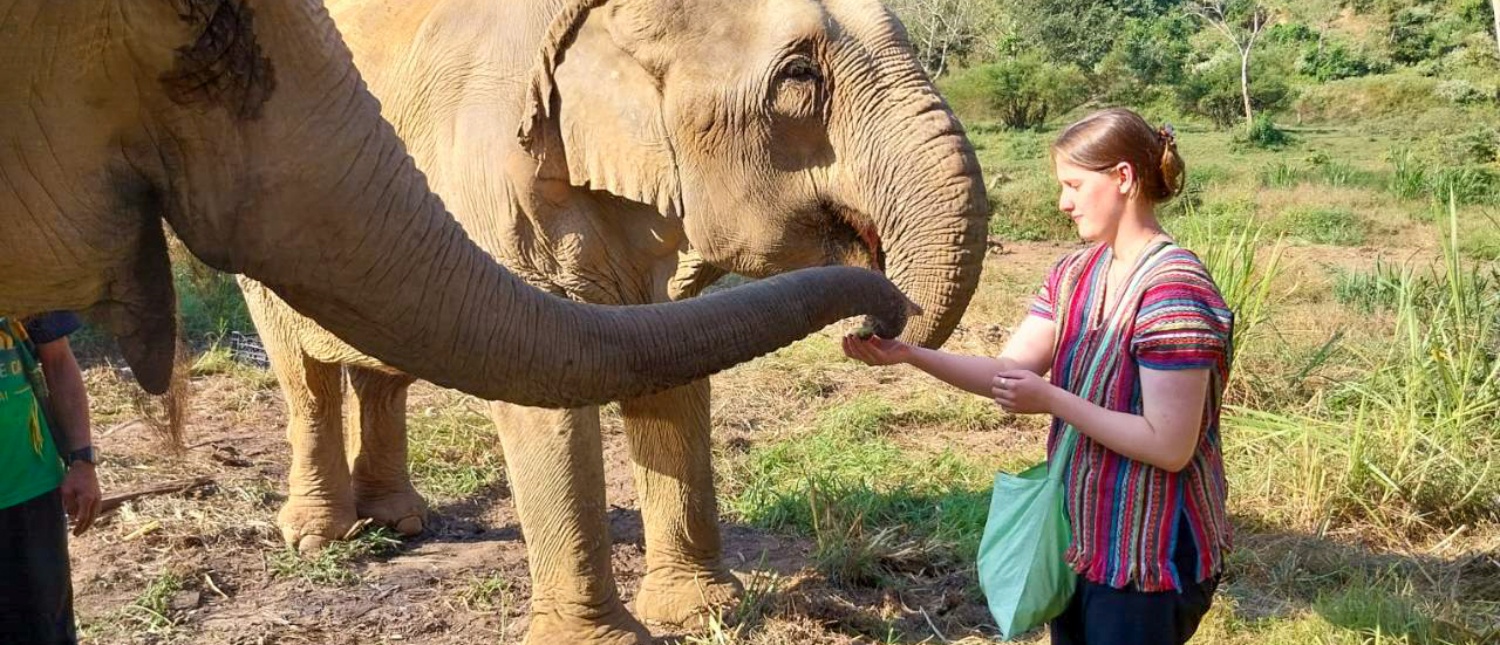 A woman feeds an elephant, its trunk reaching for food, in a natural setting in Thailand.