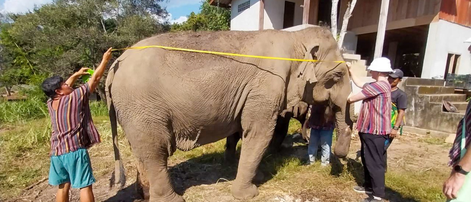 Volunteers measure an elephant with a yellow tape measure in a sunny outdoor sanctuary in Chiang Mai, Thailand.