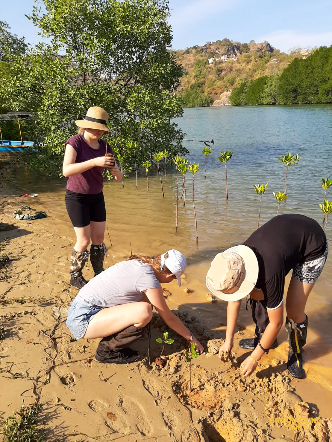 Three volunteers wearing hats and boots carefully plant mangrove saplings in the muddy soil of Thailand.