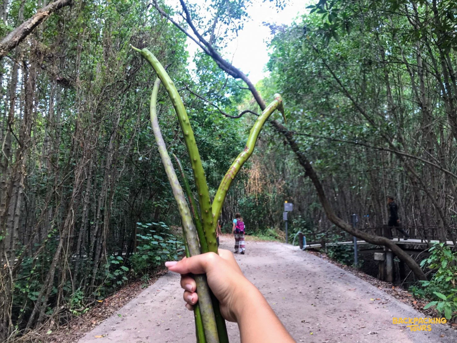 A volunteer holds long green plant stems while exploring a lush forest path in Thailand.