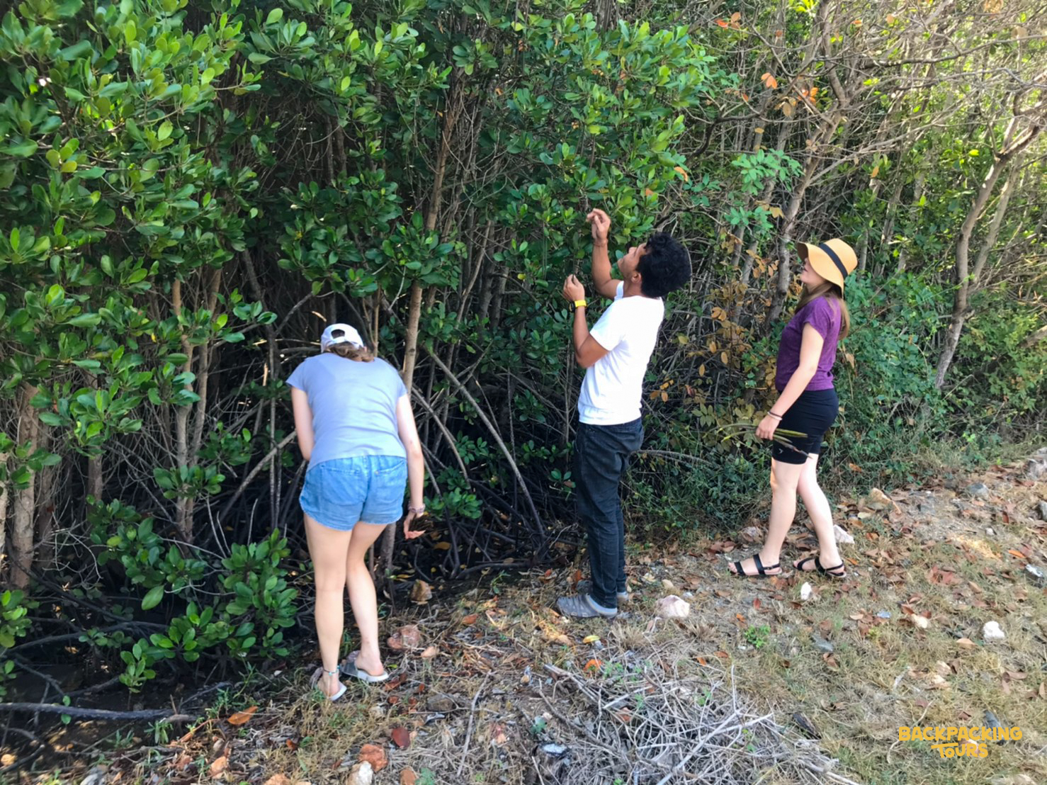 Volunteers explore dense green foliage, observing plants during an environmental conservation activity in Thailand.