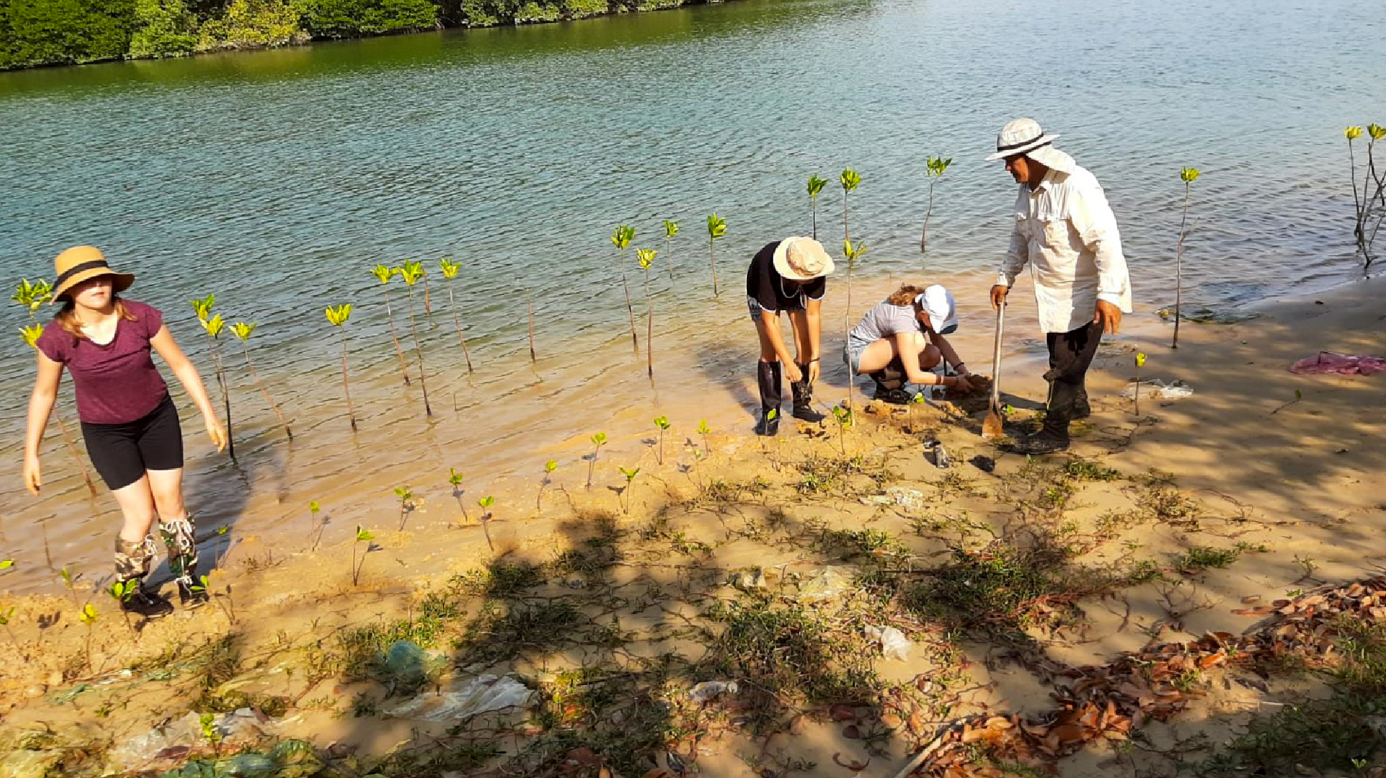 Three volunteers plant mangrove saplings on a sandy riverbank in Hua Hin, Thailand.