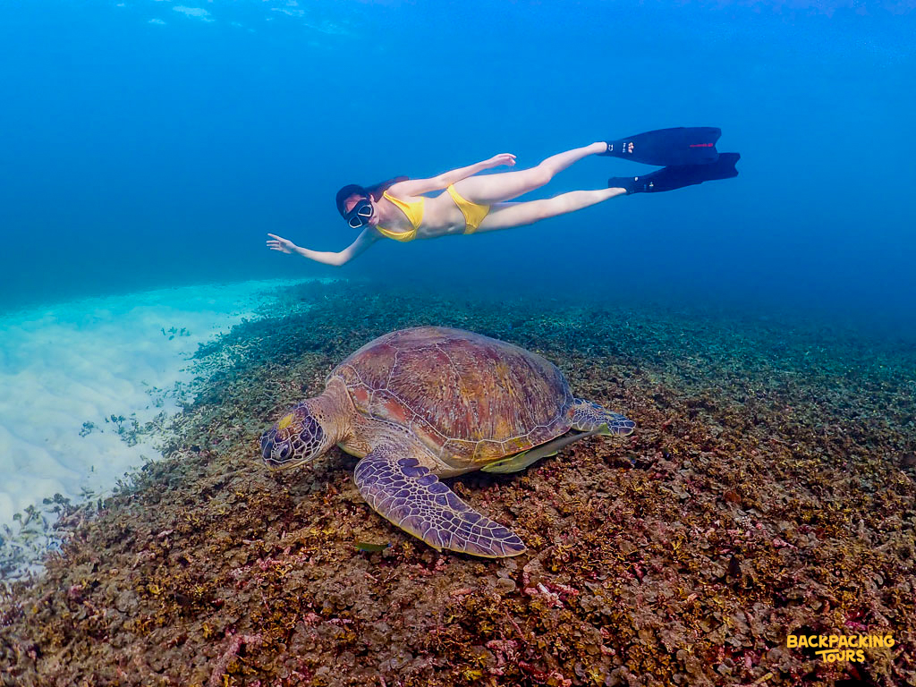 A snorkeler in a yellow bikini swims gracefully above a sea turtle in Shark Bay, Koh Tao.