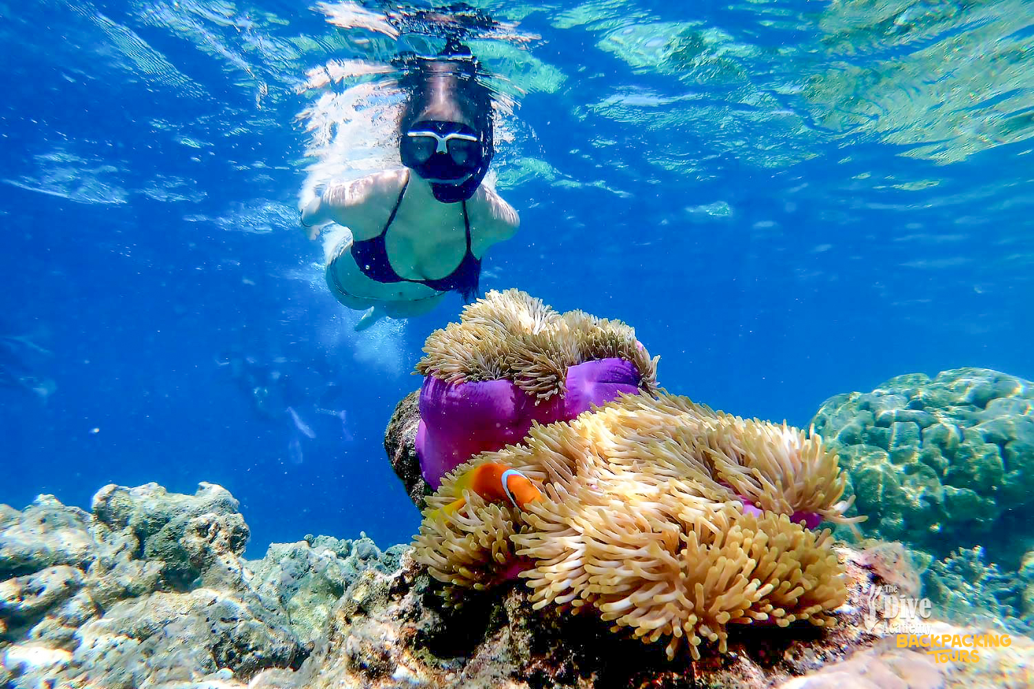 A snorkeler observes a clownfish in a vibrant anemone within the clear blue waters of Koh Tao.