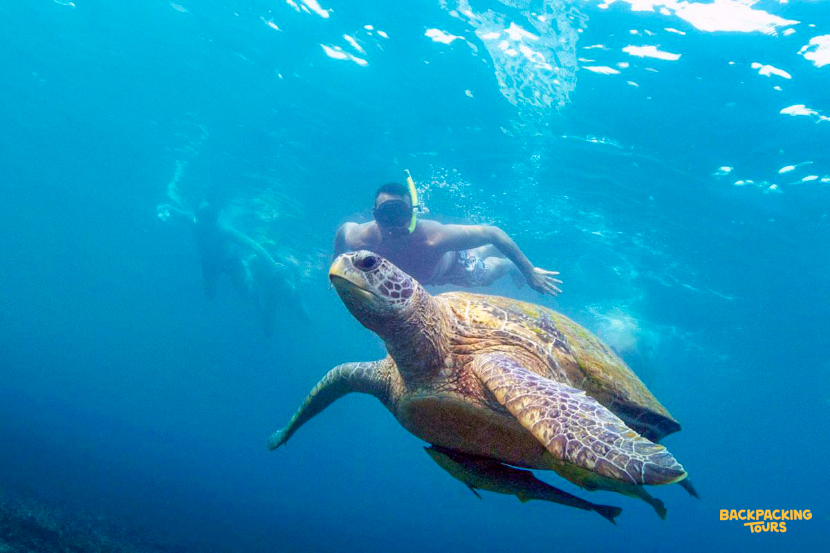 A snorkeler swims alongside a majestic sea turtle in the clear blue waters of Koh Tao, Thailand.