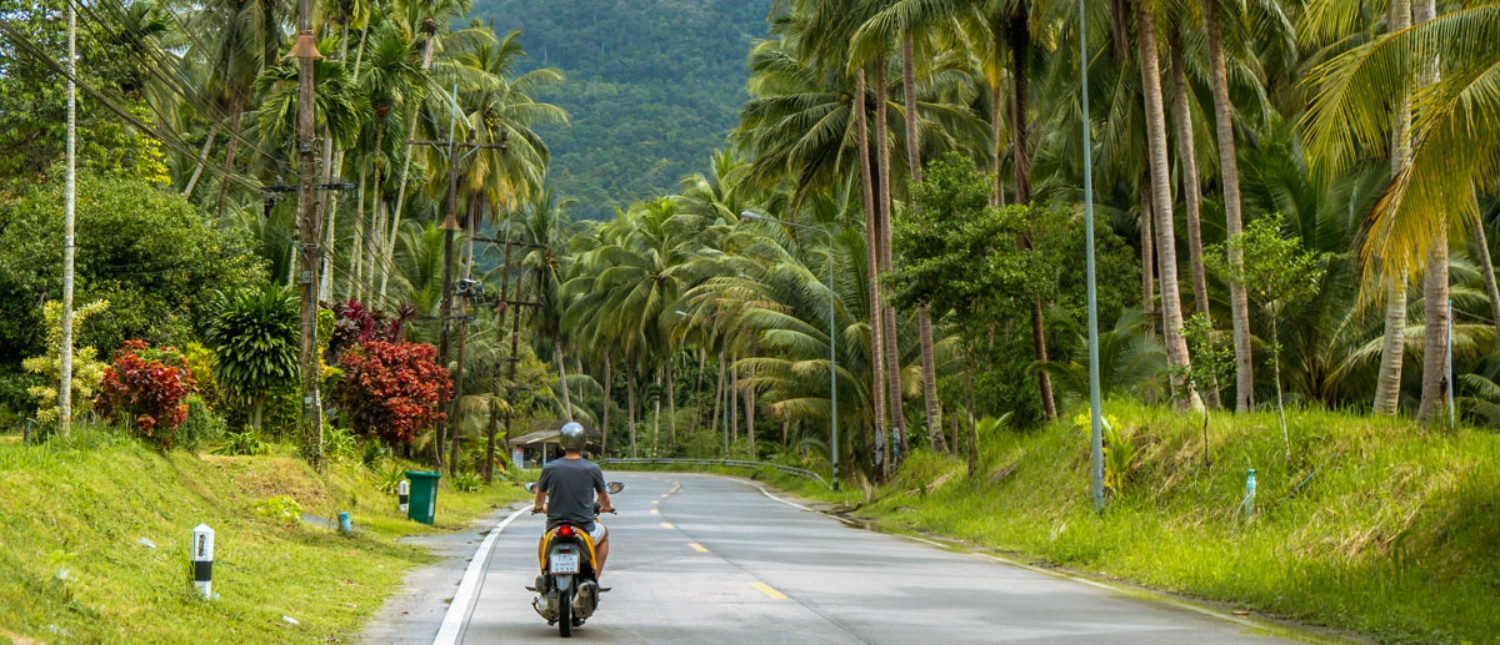 A person rides a scooter down a road lined with tall palm trees on Koh Phangan.