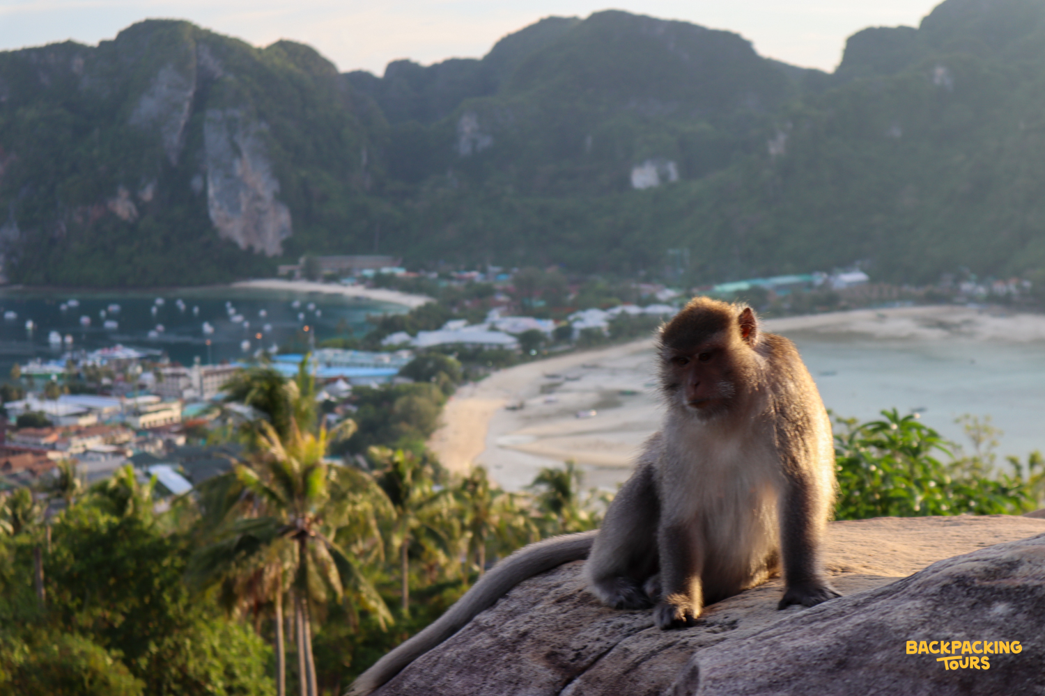 A monkey sits on a sunlit rock, overlooking the beautiful bay and sandy beach of Phi Phi Islands.