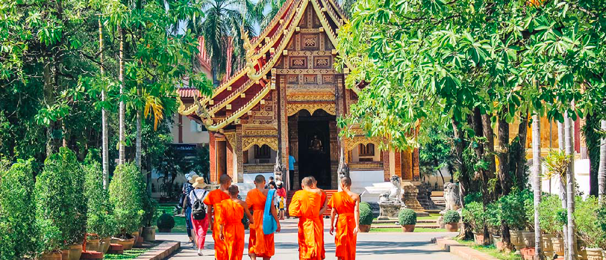 Several monks in orange robes walk along a path towards an ornate golden temple in Chiang Mai.