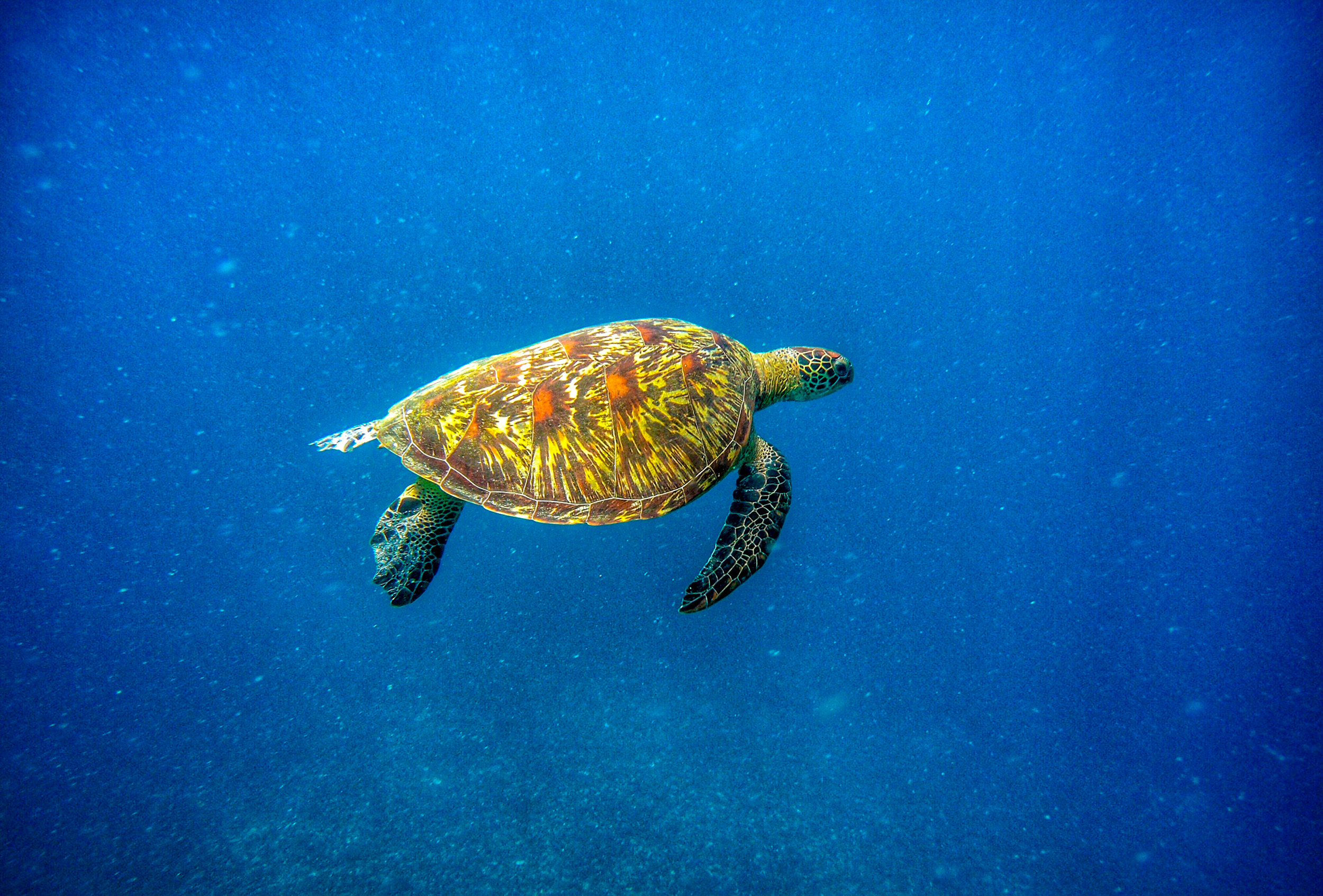A beautiful sea turtle with a patterned shell swims gracefully through clear blue ocean water.